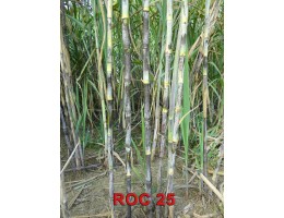 Mía giống Roc 25